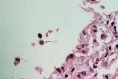 Fish cytology