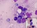 Spironucleus