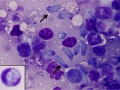 Spironucleus
