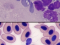 Spironucleus