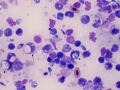 Spironucleus