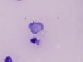 Spironucleus
