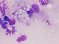 Spironucleus