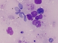 Spironucleus