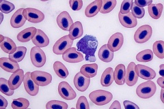 Freshwater fish blood