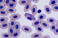 Frog blood