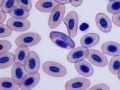 Hepatozoon