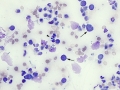 Lymphoma & GI bugs (intestine, dog)