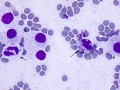 Mast cell tumor (DQ, cat)