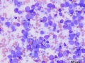 Lymphoma (stomach, cat)