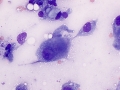 Carcinoma (stomach, dog)