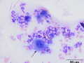 Squamous cell carcinoma (anus, dog)