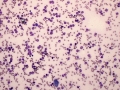 Eosinophils (stomach, cat)