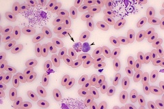 Gecko blood