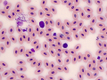 Eosinophil & lymphocyte (Leopard gecko)