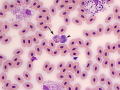 Heterophil & azurophil (Leopard gecko)