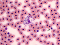 Eosinophil & lymphocyte (Leopard gecko)