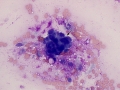 Mixed mammary tumor