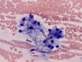 Mucinous salivary cells