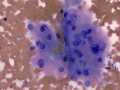 Serous salivary cells
