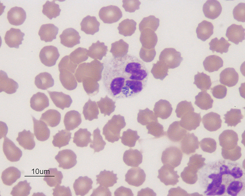 Anaplasma phagocytophilum (canine)