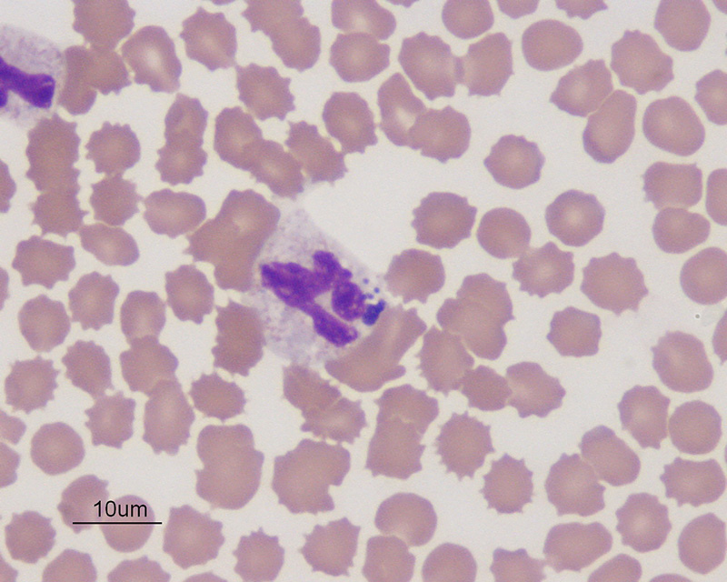 Anaplasma phagocytophilum (canine)