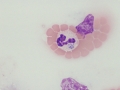 Anaplasma phagocytophilum (equine)