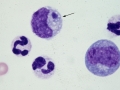 Ehrlichia canis