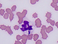 Degrading Anaplasma (equine)