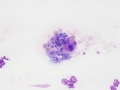 Cytauxzoon