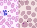 Distemper compilation