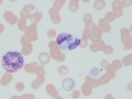 Hepatozoon
