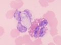 Hepatozoon