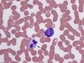 Anaplasma/Ehrlichia (canine)