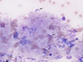 Trypanosomes (bovine)