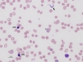 Trypanosomes (bovine)