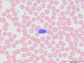 GL-CLL (dog)