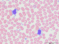 GL-CLL (dog)