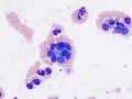 Biliary acinus