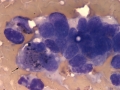 Hepatoblastoma (horse)