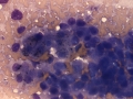 Hepatoblastoma (horse)