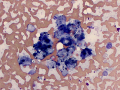 Lipogranuloma (cat)