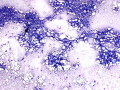 Lipid (dog)