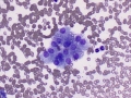 Hepatocytes
