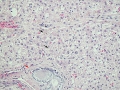 Copper (histology)