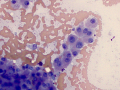 Suspect regeneration (cat)