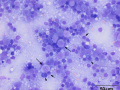 Metastatic nasal lymphoma (cat)