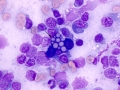 Mott cell