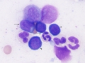 B lymphoma (dog)