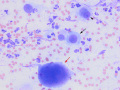 Suspect carcinoma (cat)